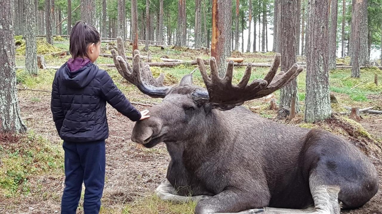 The Friendly Moose Hotel Overtornea Bagian luar foto