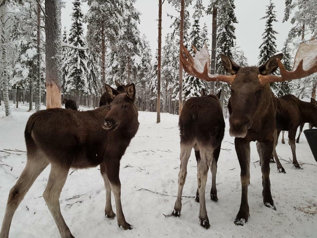 The Friendly Moose Hotel Overtornea Bagian luar foto