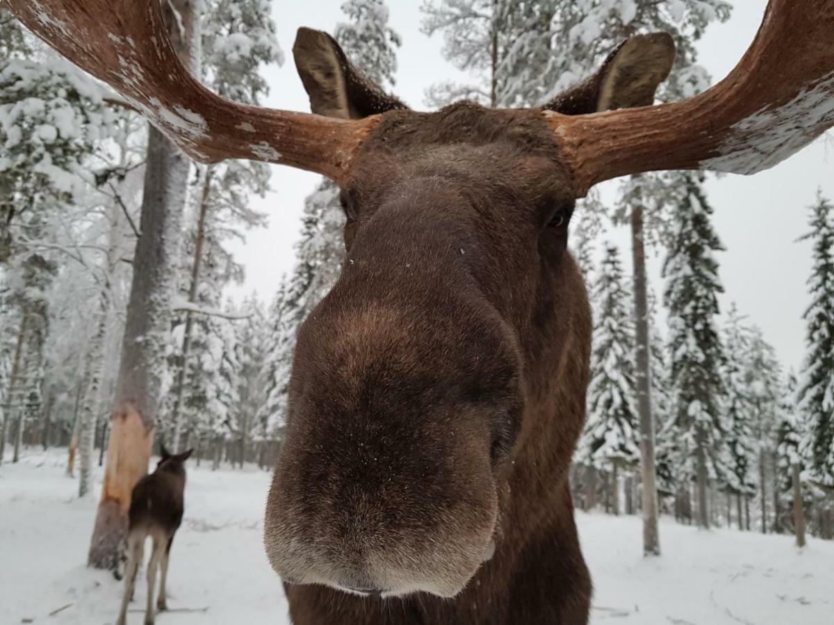 The Friendly Moose Hotel Overtornea Bagian luar foto